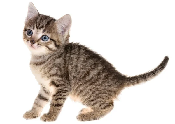 Короткоплечий котенок игривый изолированный — стоковое фото