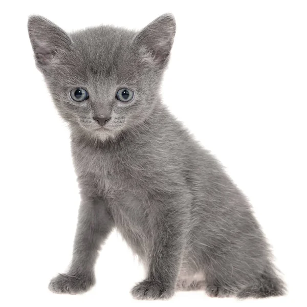 Piccolo gattino stenografia grigio seduto isolato — Foto Stock
