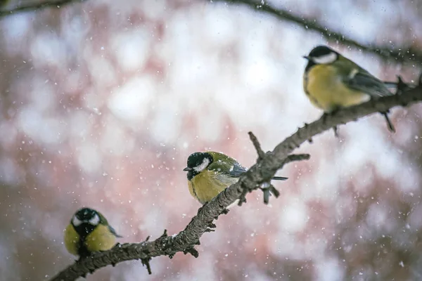 Titmouse op een besneeuwde winterdag — Stockfoto