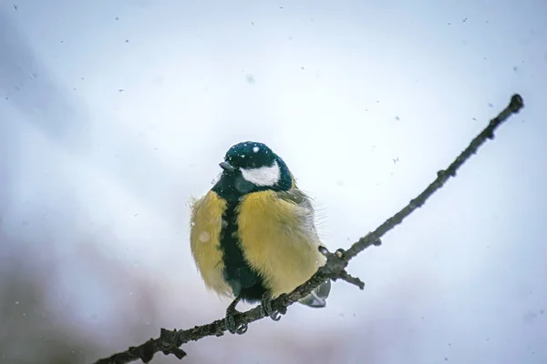 Titmouse på en snöig vinterdag — Stockfoto