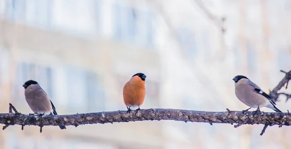 Reddish chest bullfinch on a winter day — 图库照片