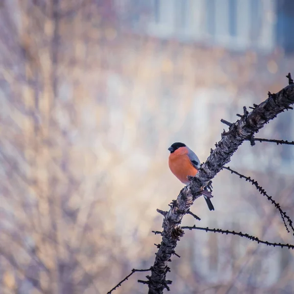 สีแดงหน้าอก bullfinch ในวันฤดูหนาว — ภาพถ่ายสต็อก
