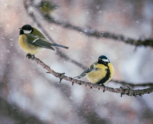 Titmouse på en snöig vinterdag — Stockfoto