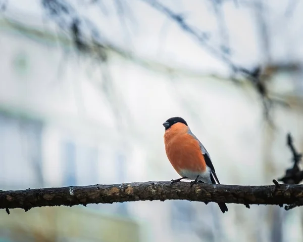 Reddish chest bullfinch on a winter day — Stok fotoğraf