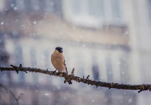 Bulfinch dada kemerahan pada hari musim dingin — Stok Foto