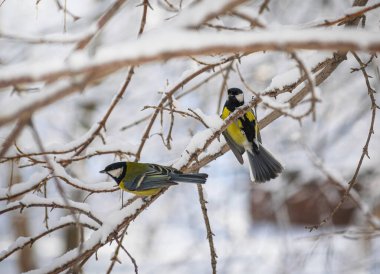 Karlı bir kış gününde ağaç dalında oturan meme faresi..
