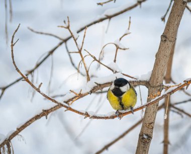Karlı bir kış gününde ağaç dalında oturan meme faresi..