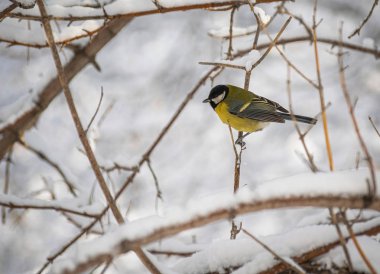 Karlı bir kış gününde ağaç dalında oturan meme faresi..