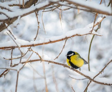 Karlı bir kış gününde ağaç dalında oturan meme faresi..