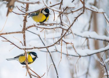 Karlı bir kış gününde ağaç dalında oturan meme faresi..