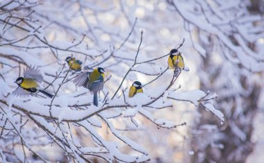 Karlı bir kış gününde ağaç dalında oturan meme faresi..