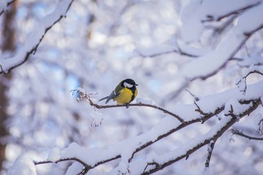 Karlı bir kış gününde ağaç dalında oturan meme faresi..