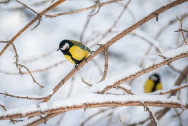 Karlı bir kış gününde ağaç dalında oturan meme faresi..
