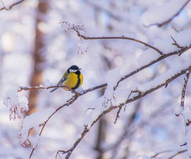 Karlı bir kış gününde ağaç dalında oturan meme faresi..