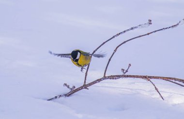 Karlı bir kış gününde ağaç dalında oturan meme faresi..