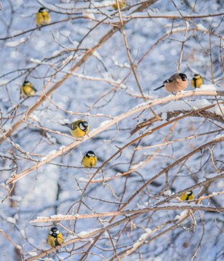 Karlı bir kış gününde ağaç dalında oturan meme faresi..