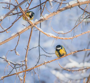 Karlı bir kış gününde ağaç dalında oturan meme faresi..