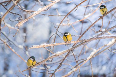 Karlı bir kış gününde ağaç dalında oturan meme faresi..