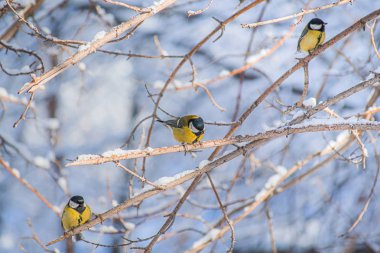 Karlı bir kış gününde ağaç dalında oturan meme faresi..
