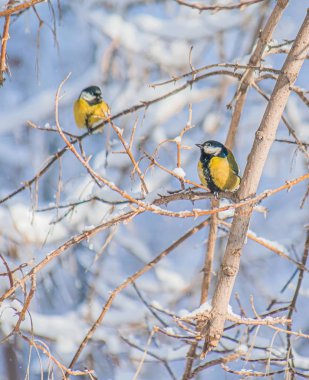 Karlı bir kış gününde ağaç dalında oturan meme faresi..