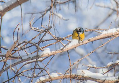 Karlı bir kış gününde ağaç dalında oturan meme faresi..