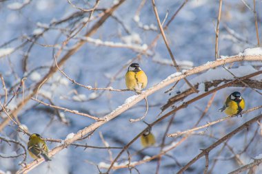 Karlı bir kış gününde ağaç dalında oturan meme faresi..