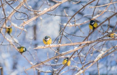 Karlı bir kış gününde ağaç dalında oturan meme faresi..