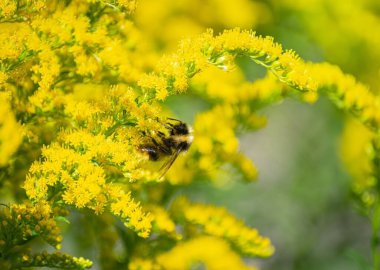 Yaban arısı, güneşli bir yaz gününde çiçek nektarı toplar..