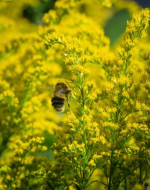 Yaban arısı, güneşli bir yaz gününde çiçek nektarı toplar..