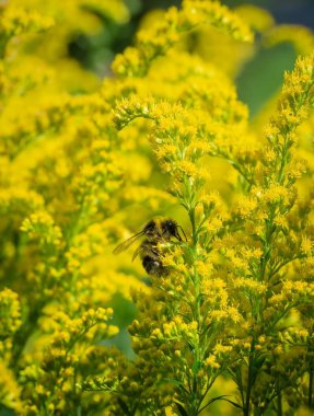 Yaban arısı, güneşli bir yaz gününde çiçek nektarı toplar..