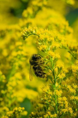 Yaban arısı, güneşli bir yaz gününde çiçek nektarı toplar..
