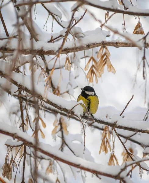 Titmouse Sur Une Journée Hiver Enneigée Assis Sur Une Branche — Photo