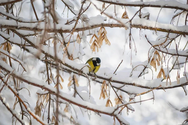 Titmouse Dia Inverno Nevado Sentado Galho Árvore — Fotografia de Stock