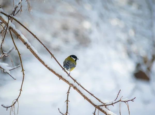 Titmouse Μια Χιονισμένη Χειμωνιάτικη Μέρα Κάθεται Ένα Κλαδί Δέντρου — Φωτογραφία Αρχείου