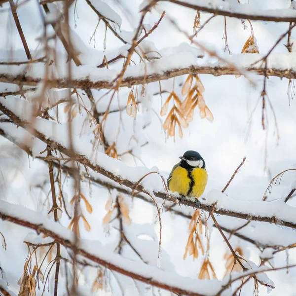 Titmouse Μια Χιονισμένη Χειμωνιάτικη Μέρα Κάθεται Ένα Κλαδί Δέντρου — Φωτογραφία Αρχείου