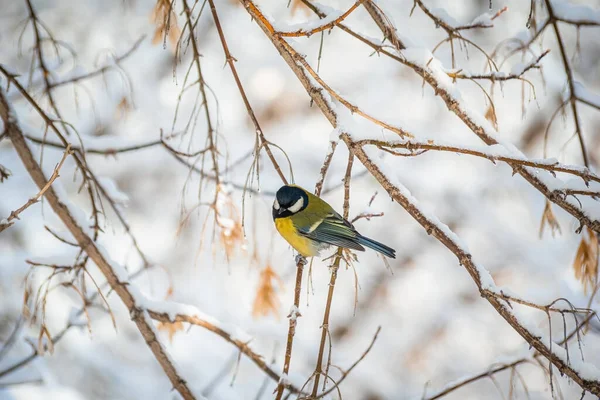 Titmouse Snöig Vinterdag Sitter Trädgren — Stockfoto