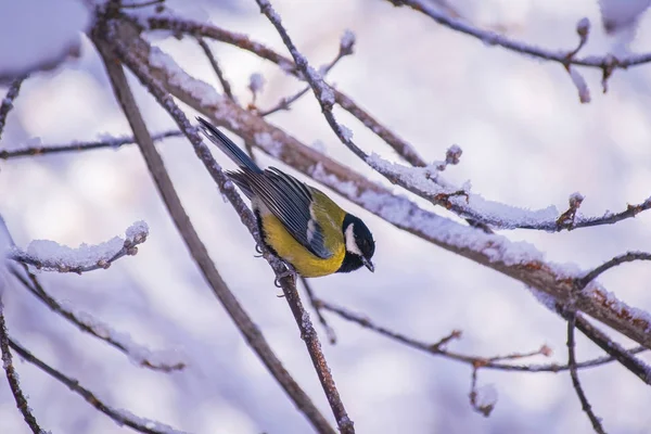 Titmouse Egy Havas Téli Napon Egy Faágon — Stock Fotó