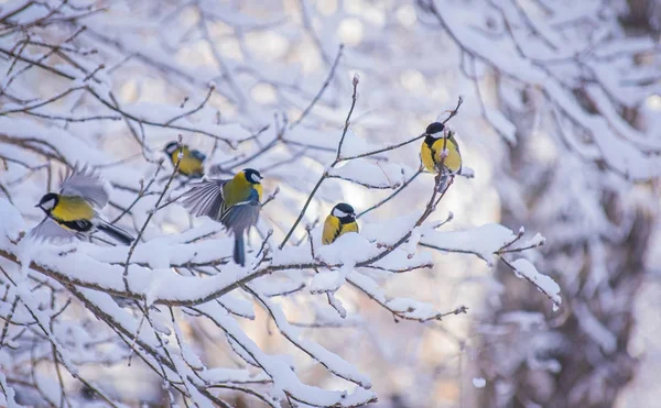 Karlı bir kış gününde ağaç dalında oturan meme faresi..