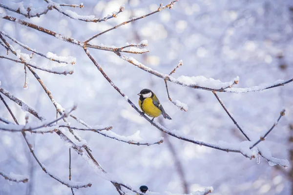 Titmouse Μια Χιονισμένη Χειμωνιάτικη Μέρα Κάθεται Ένα Κλαδί Δέντρου — Φωτογραφία Αρχείου