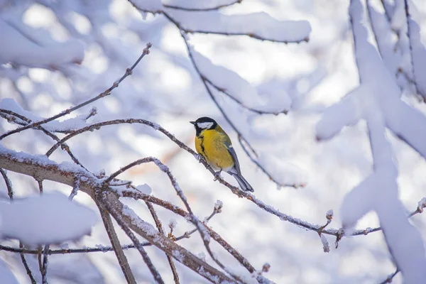 눈내리는 겨울날 나뭇가지에 마우스 — 스톡 사진