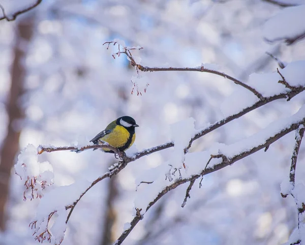 Titmouse Egy Havas Téli Napon Egy Faágon — Stock Fotó