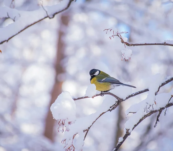 Titmouse Sur Une Journée Hiver Enneigée Assis Sur Une Branche — Photo