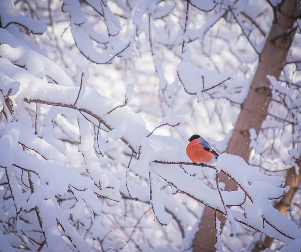 Czerwonawy Bullfinch Klatki Piersiowej Śnieżny Zimowy Dzień Siedzi Gałęzi Drzewa — Zdjęcie stockowe