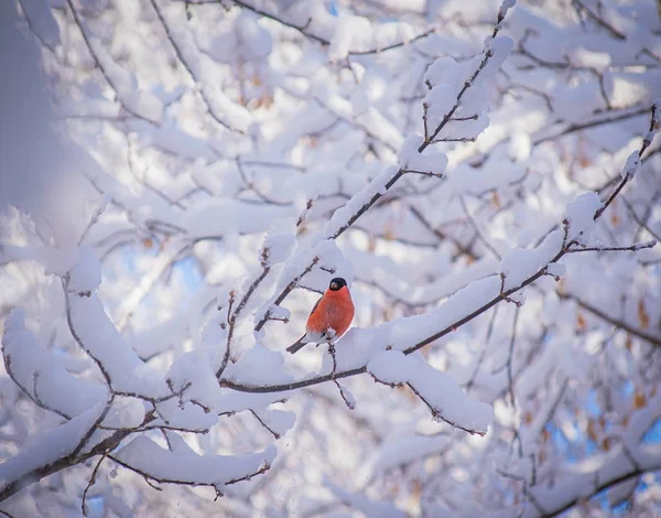 Toro Rojo Pecho Día Invierno Nieve Sentado Una Rama Árbol —  Fotos de Stock