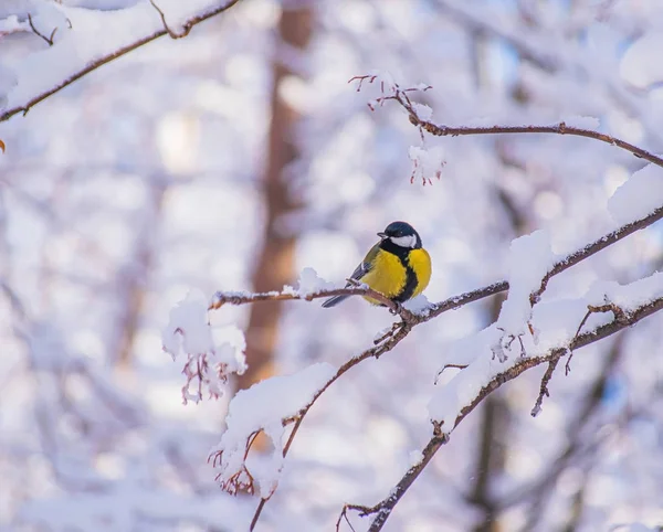 Titmouse Μια Χιονισμένη Χειμωνιάτικη Μέρα Κάθεται Ένα Κλαδί Δέντρου — Φωτογραφία Αρχείου