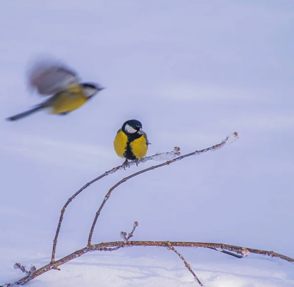 Titmouse Día Nevado Invierno Sentado Una Rama Árbol —  Fotos de Stock