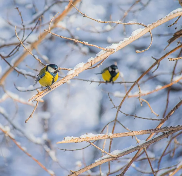 Titmouse Día Nevado Invierno Sentado Una Rama Árbol —  Fotos de Stock