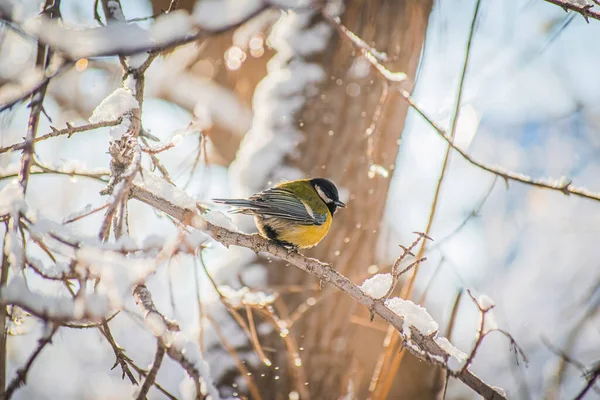 Titmouse Sur Une Journée Hiver Enneigée Assis Sur Une Branche — Photo