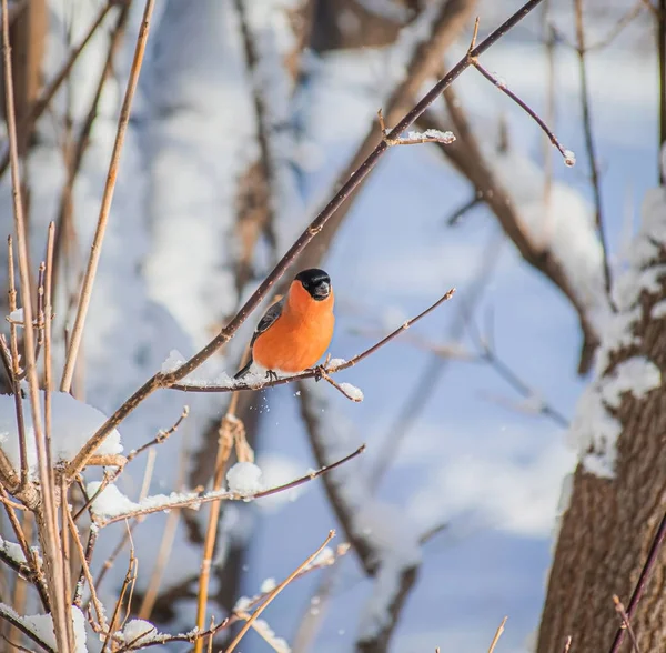 Toro Rojo Pecho Día Invierno Nieve Sentado Una Rama Árbol —  Fotos de Stock