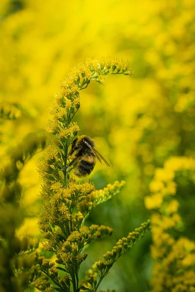 Bumblebee Collects Flower Nectar Goldenrod Summer Sunny Day — Stock Photo, Image